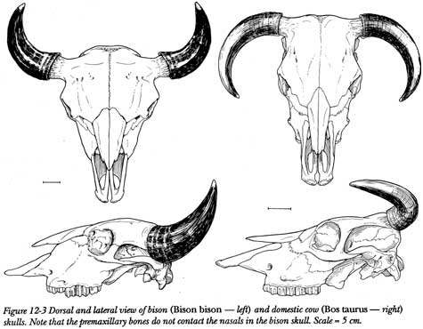 bison cowskulls