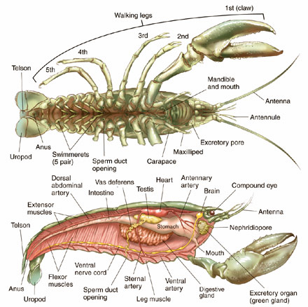 crayfish anatomy