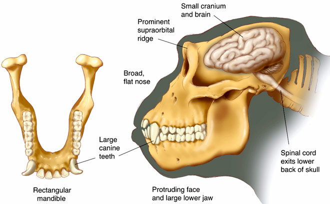 gorilla skull brain