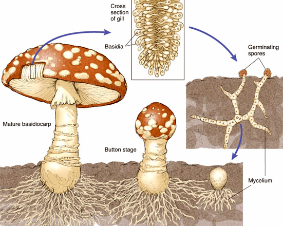 mushroom cycle