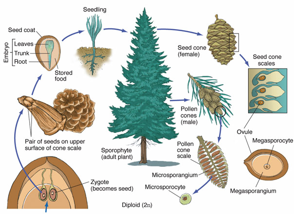 pine tree life cycle