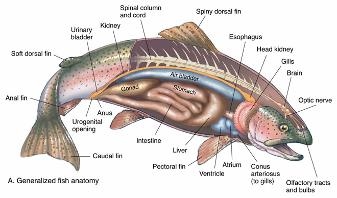 trout fish anatomy