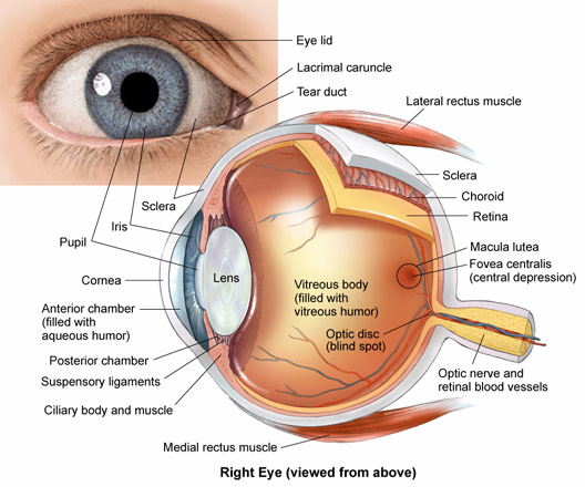 Anatomy of the Eye Basic - Bing images