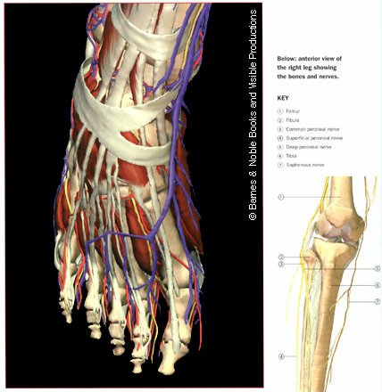 human leg foot
