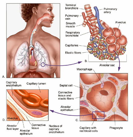lung anatomy