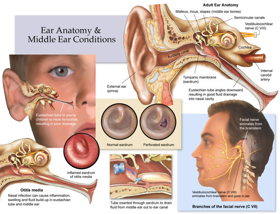 ear anatomy conditions drawing sketch image illustration