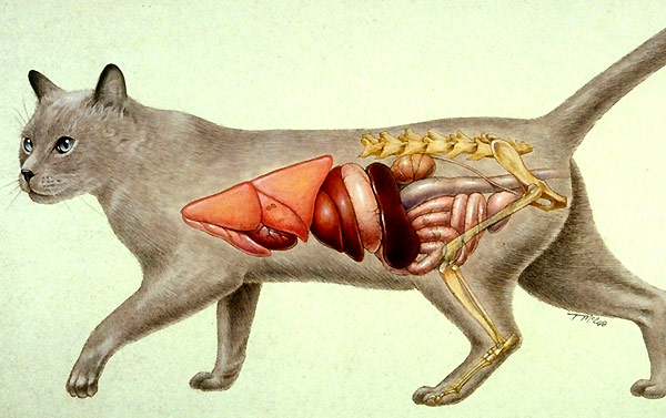 cat feline anatomy