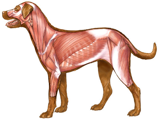 dog canine muscles