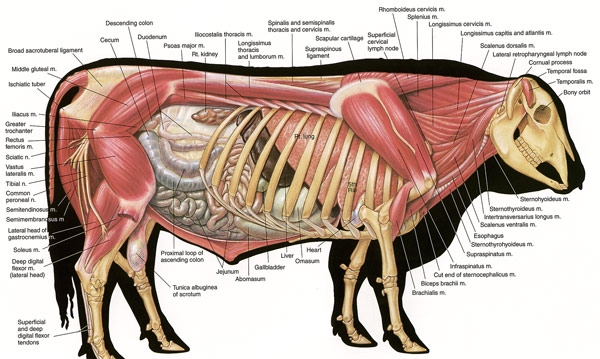 hereford bull anatomy