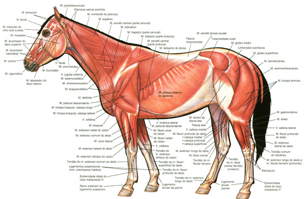 horse superficial muscles