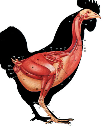 rooster superficial muscle